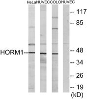 HORMAD1 Polyclonal Antibody