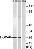 HoxA6 Polyclonal Antibody