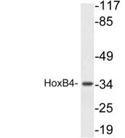 HoxB4 Polyclonal Antibody