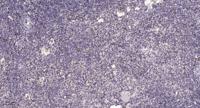 Hox-B9 Polyclonal Antibody