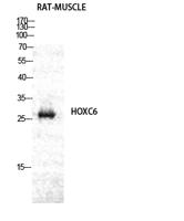 Hox-C6 Polyclonal Antibody