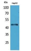 HoxD3 Polyclonal Antibody