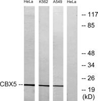 HP1α Polyclonal Antibody