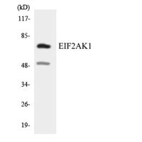 HRI Polyclonal Antibody