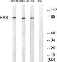 Hrs Polyclonal Antibody