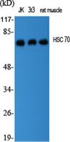 HSC 70 Polyclonal Antibody