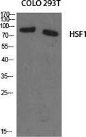 HSF1 Polyclonal Antibody