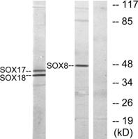 Sox-8/9/17/18 Polyclonal Antibody