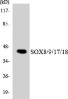 Sox-8/9/17/18 Polyclonal Antibody