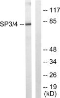 Sp3/4 Polyclonal Antibody