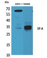 SP-A Polyclonal Antibody