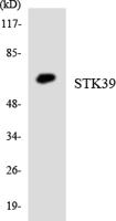 SPAK Polyclonal Antibody