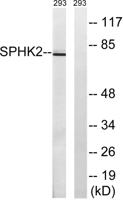 SphK2 Polyclonal Antibody