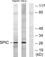 Spi-C Polyclonal Antibody