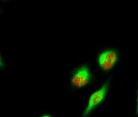 Spindlin-1 Polyclonal Antibody