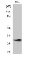 Spindlin-1 Polyclonal Antibody