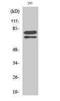 Splicing factor 1 Polyclonal Antibody