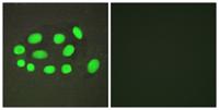 SPZ1 Polyclonal Antibody