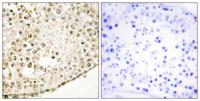 SPZ1 Polyclonal Antibody