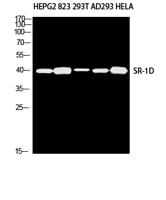 SR-1D Polyclonal Antibody