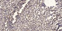 SR-1E Polyclonal Antibody