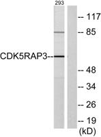 HSF-27 Polyclonal Antibody