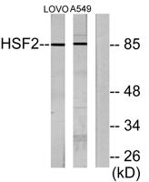 HSF2 Polyclonal Antibody