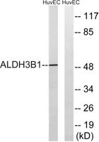 ALDH3B1 Polyclonal Antibody