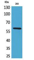 ALPP/ALPPL2 Polyclonal Antibody