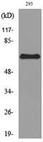 ALPP/ALPPL2 Polyclonal Antibody