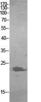 ALR Polyclonal Antibody