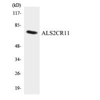 ALS2CR11 Polyclonal Antibody