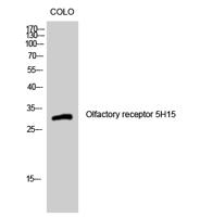 Olfactory receptor 5H15 Polyclonal Antibody