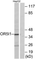 Olfactory receptor 5I1 Polyclonal Antibody