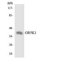 Olfactory receptor 5K1 Polyclonal Antibody