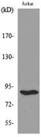 HSP 90 Polyclonal Antibody