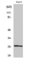 HSP β2 Polyclonal Antibody