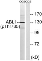 Abl1 (phospho Thr735) Polyclonal Antibody