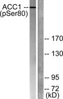 ACCα (phospho Ser80) Polyclonal Antibody