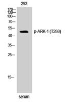 ARK-1 (phospho Thr288) Polyclonal Antibody