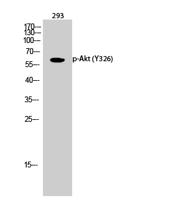 Akt (phospho Tyr326) Polyclonal Antibody