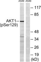 Akt1 (phospho Ser129) Polyclonal Antibody