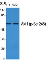 Akt1 (phospho Ser246) Polyclonal Antibody