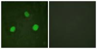 Histone H3.3 (phospho Ser31) Polyclonal Antibody