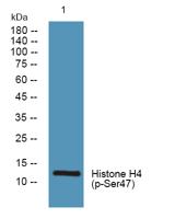 Histone H4 (phospho Ser47) Polyclonal Antibody