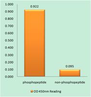 HNF4-α (phospho Ser313) Polyclonal Antibody