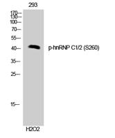 hnRNP C1/2 (phospho Ser260) Polyclonal Antibody