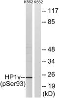 HP1γ (phospho Ser93) Polyclonal Antibody