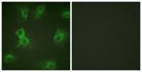 Hrs (phospho Tyr334) Polyclonal Antibody