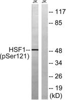 HSF1 (phospho Ser121) Polyclonal Antibody